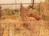 poze-agraria-02-05-2012-023